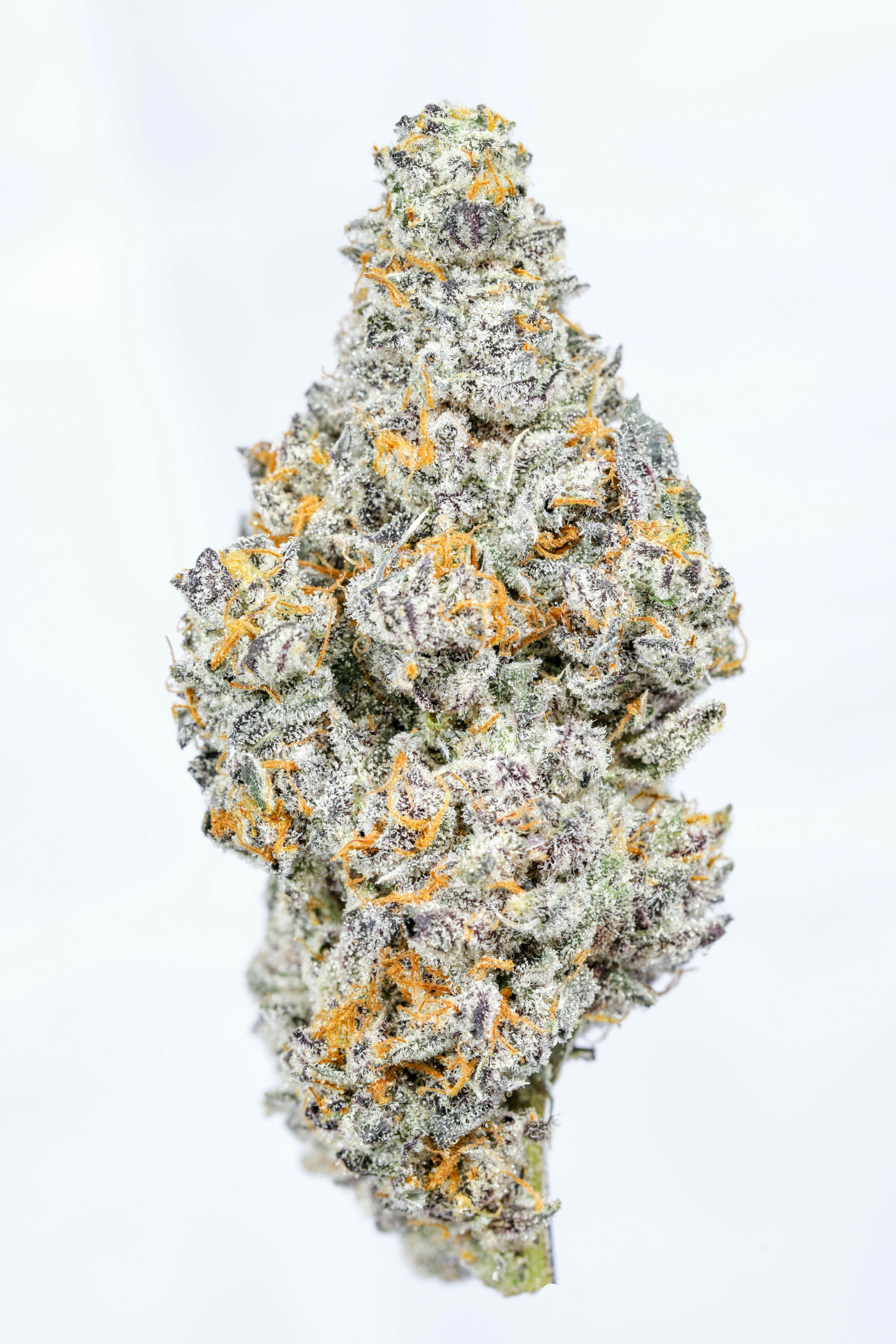 Alien Labs - Sherbacio - Indoor - 1