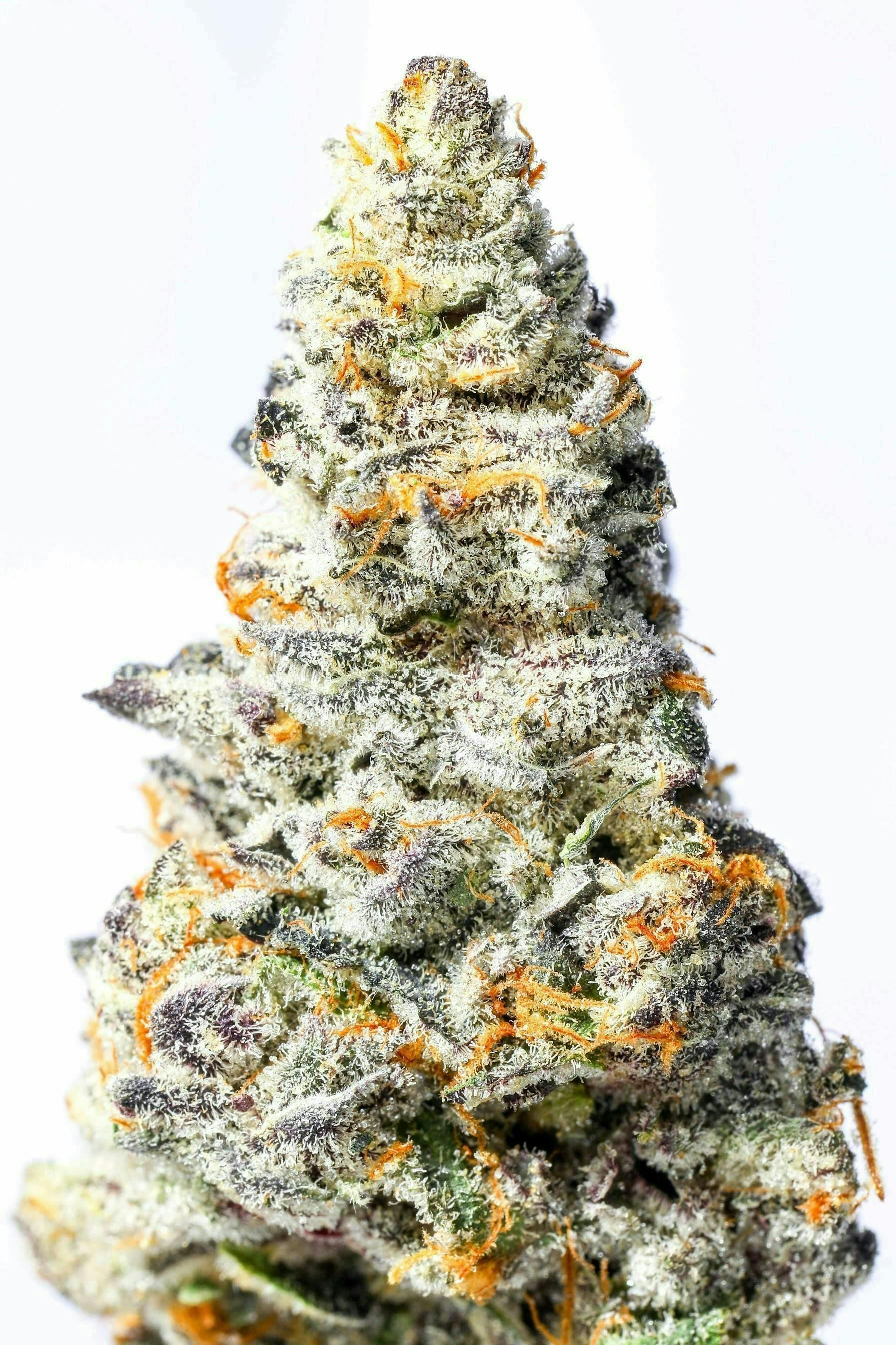 Alien Labs - Sherbacio | Indoor Flower | 3.5g - 1