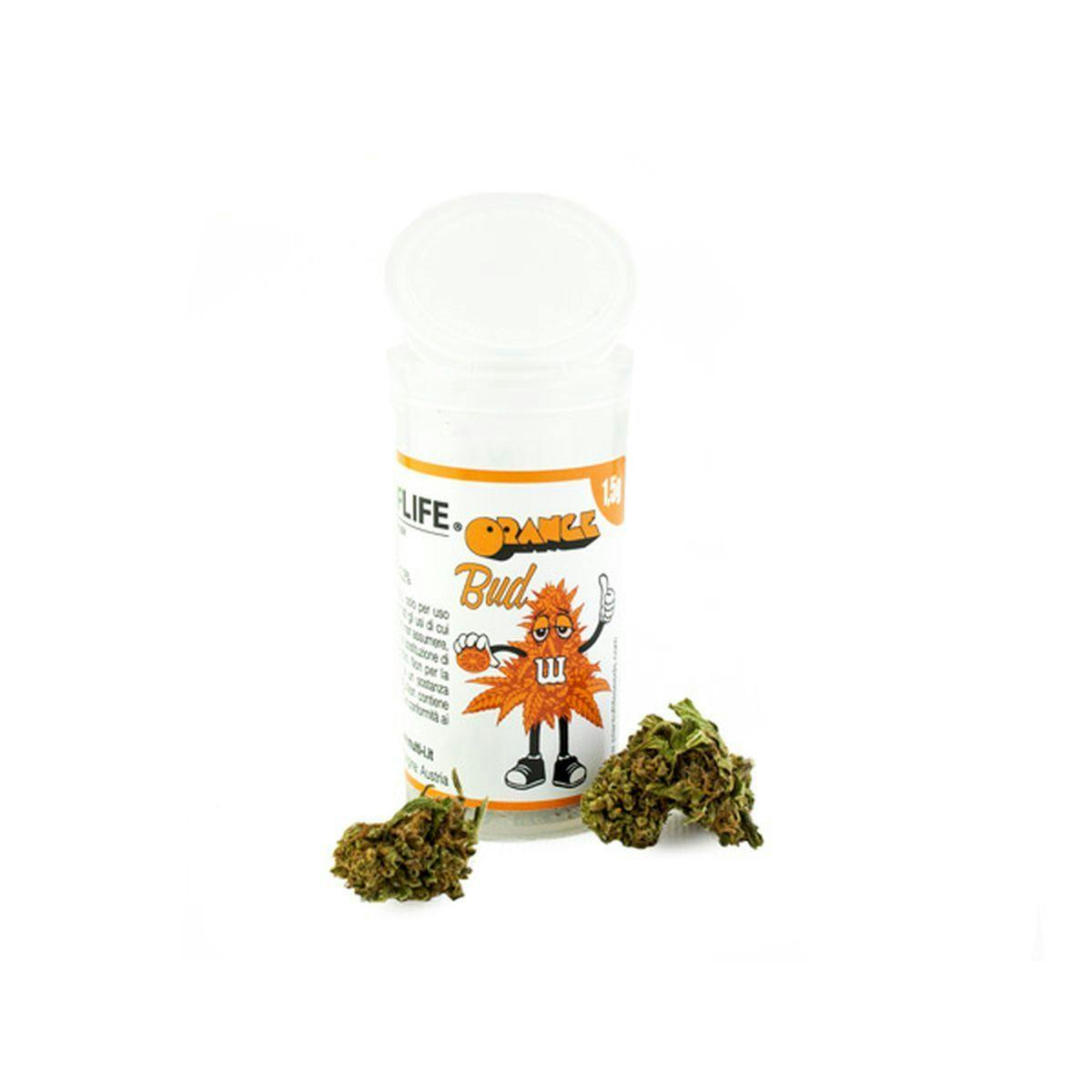 Plant Of Life - ORANGE BUD FLOWERS - 1