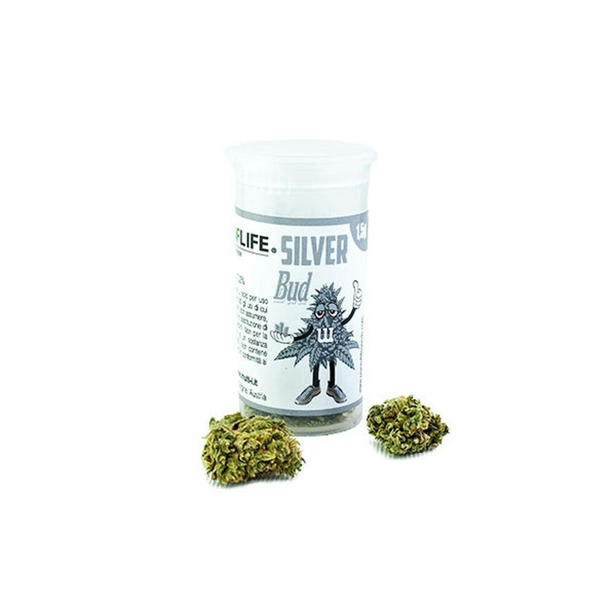 Plant Of Life - SILVER BUD FLOWERS - 1