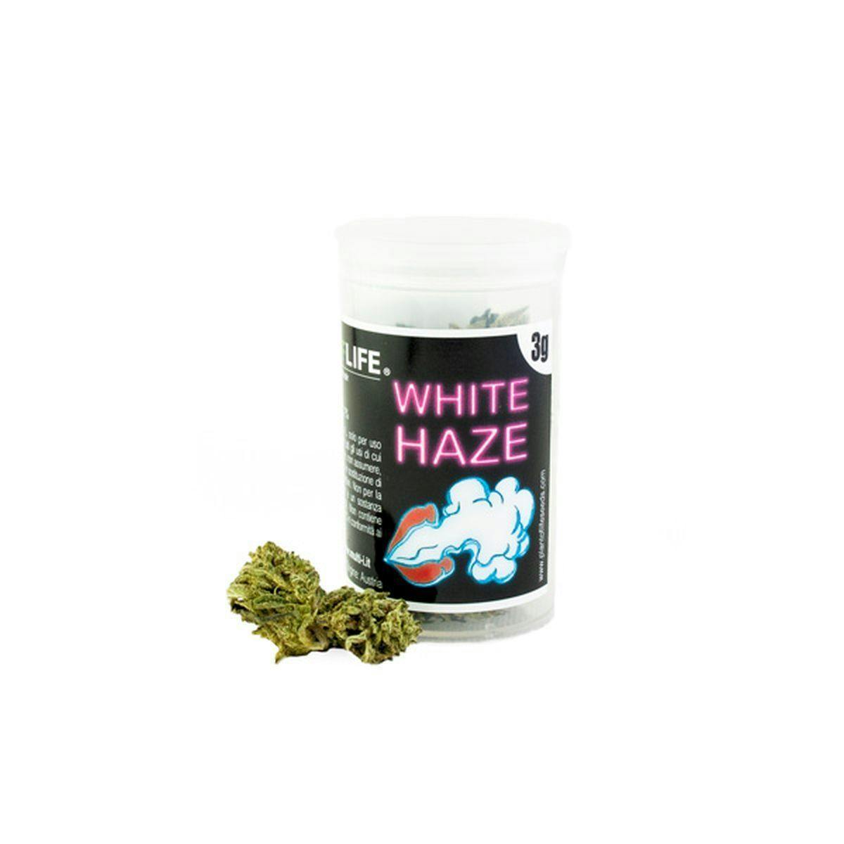 Plant Of Life - WHITE HAZE FLOWERS - 1