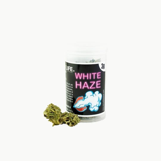 Plant Of Life - WHITE HAZE FLOWERS - 1