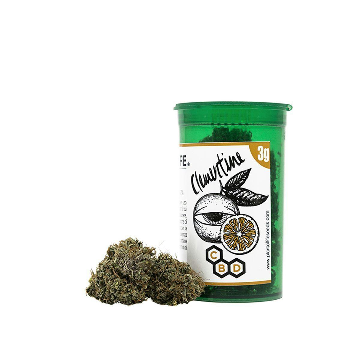 Plant Of Life - CLEMENTINE FLOWERS - 1