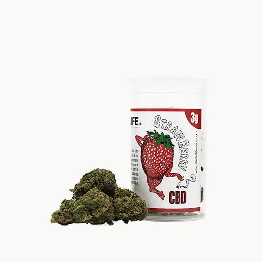 Plant Of Life - STRAWBERRY FLOWERS - 1