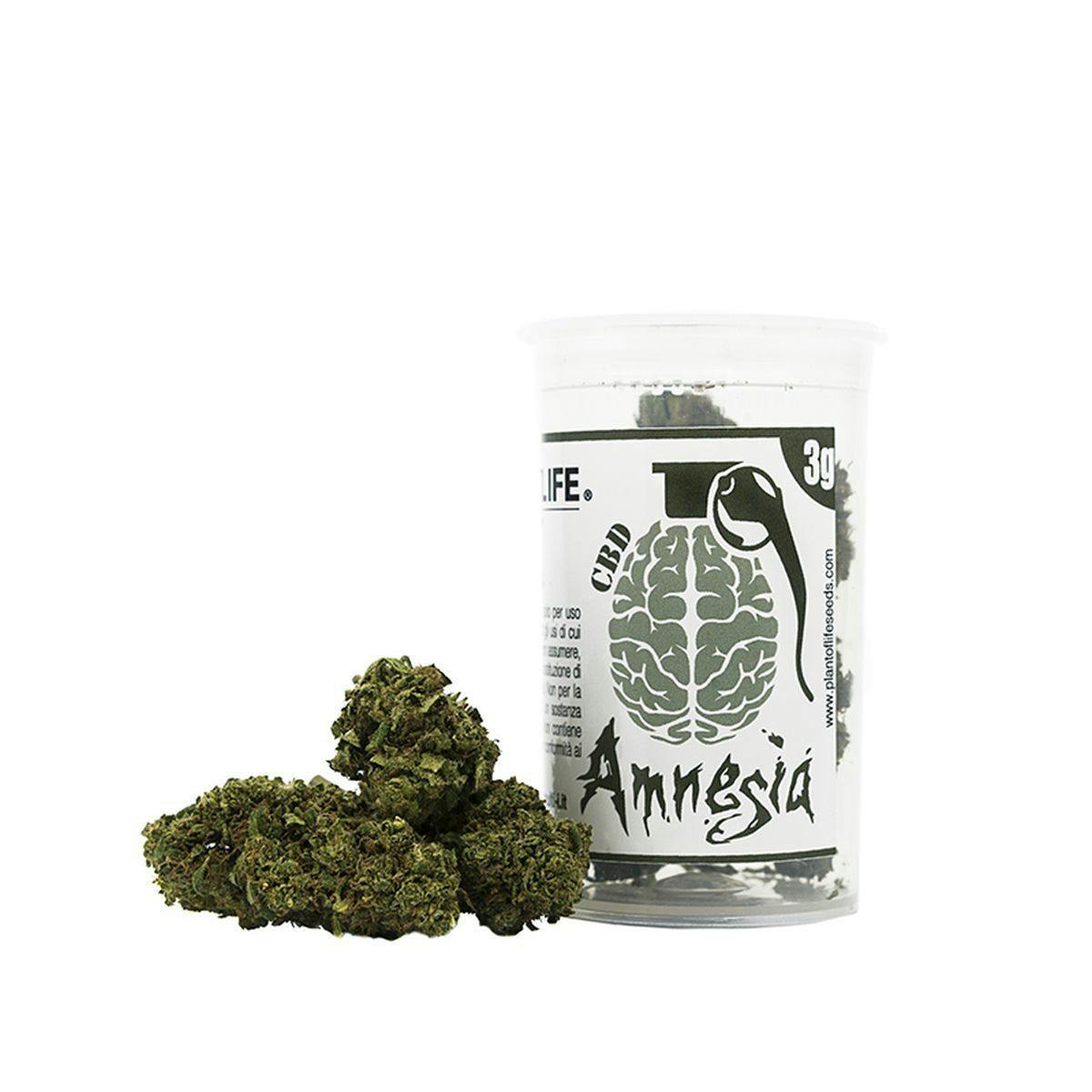 Plant Of Life - AMNESIA FLOWERS - 1