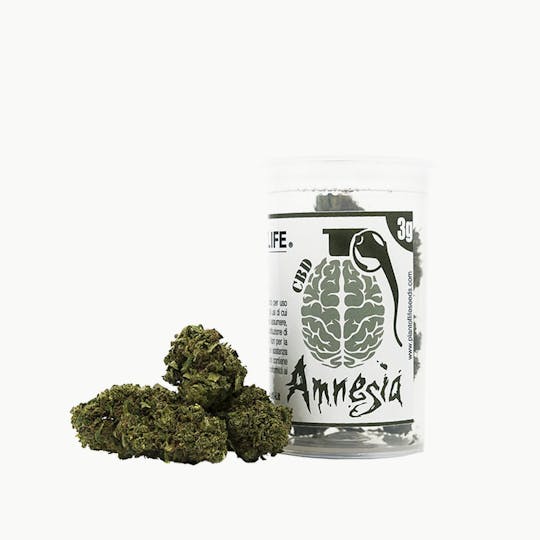 Plant Of Life - AMNESIA FLOWERS - 1