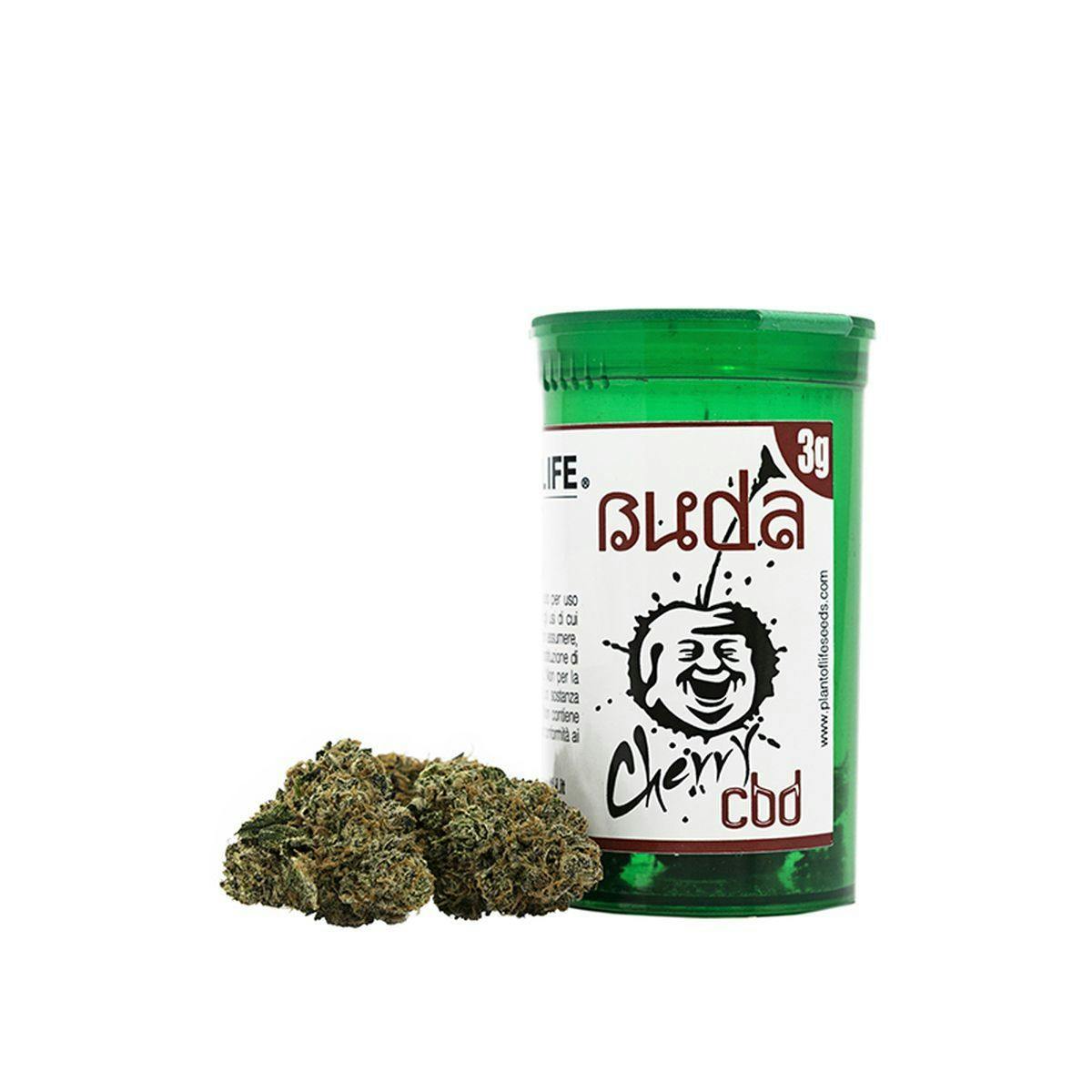 Plant Of Life - BUDA CBD FLOWERS - 1