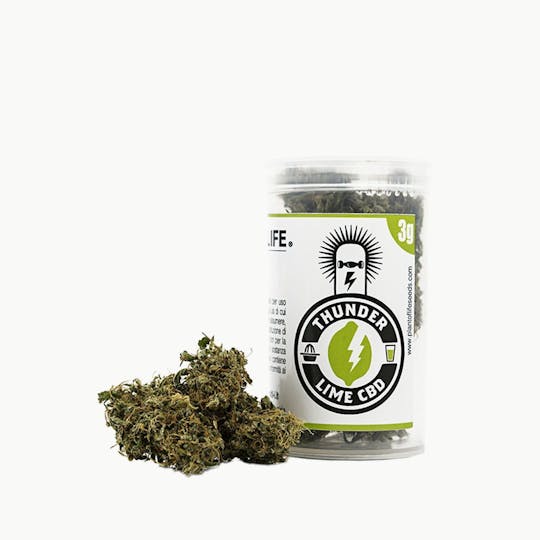 Plant Of Life - THUNDER LIME FLOWERS - 1