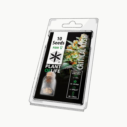 Plant Of Life - CRITICAL KUSH (Feminized) - 1