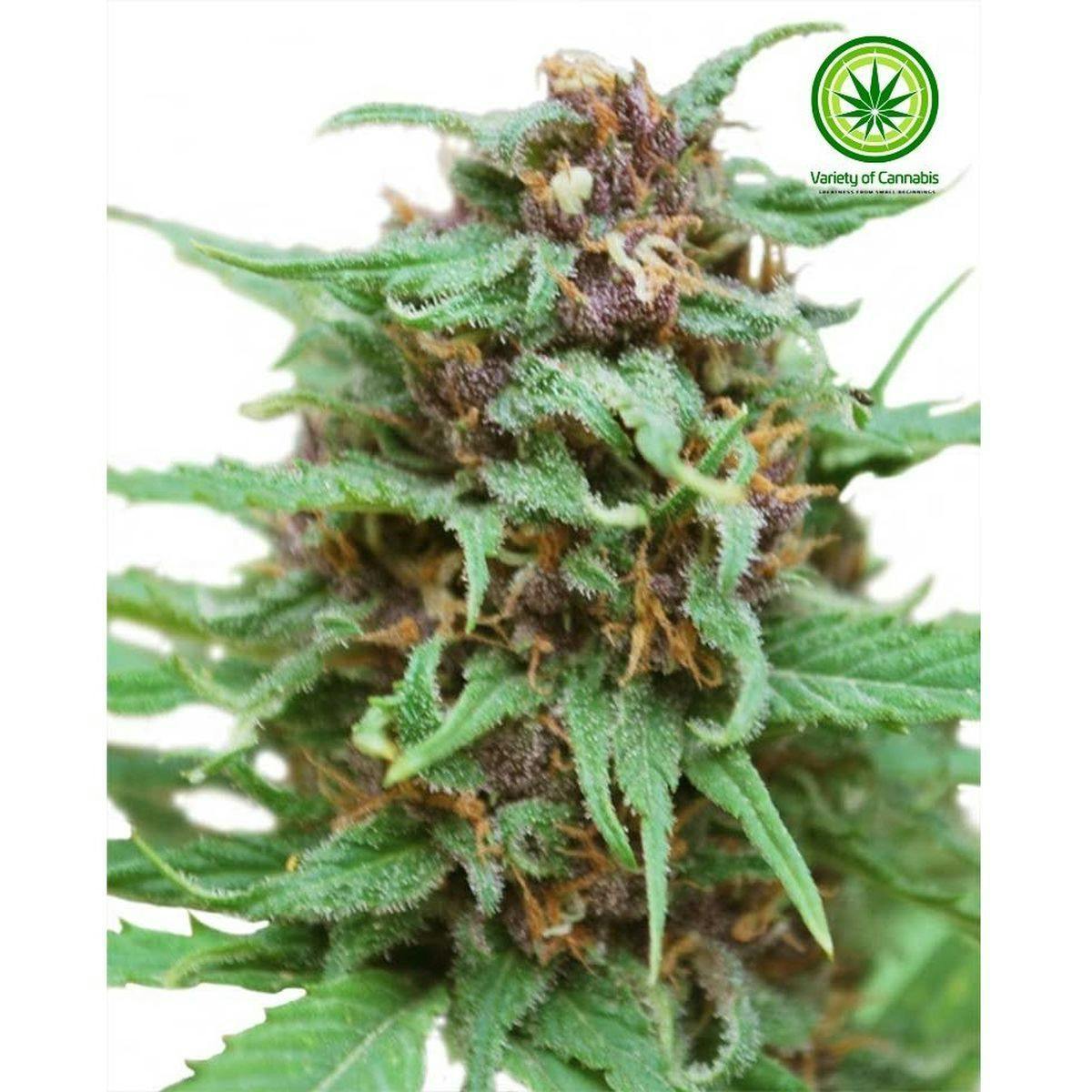 Variety of Cannabis - Zamdelica Variety - 1