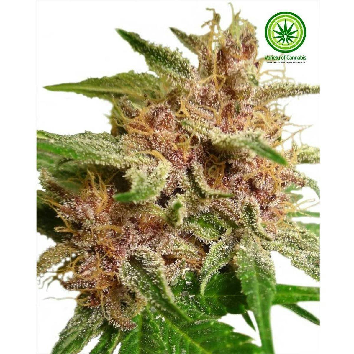 Variety of Cannabis - Violeta Variety - 1