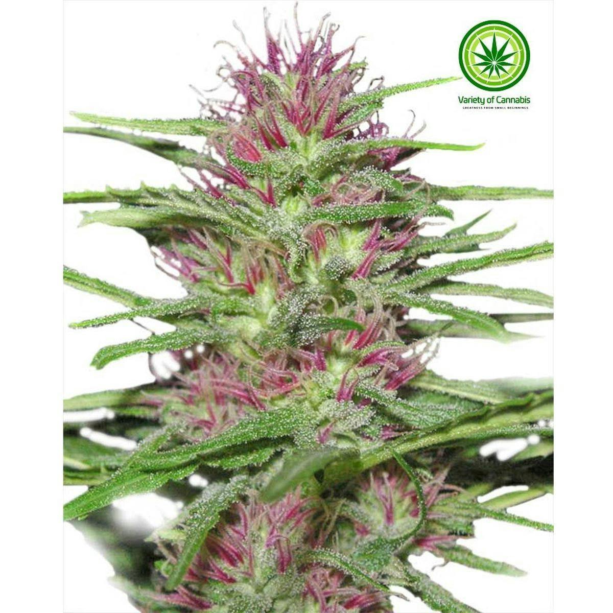 Variety of Cannabis - Panama Red Variety - 1
