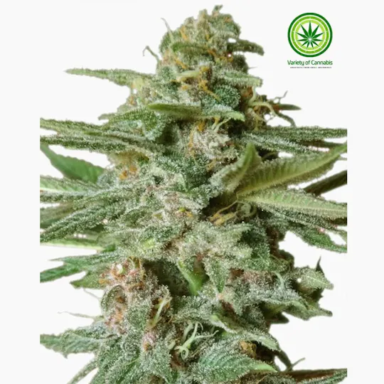 Variety of Cannabis - Snow Moon Variety - 1