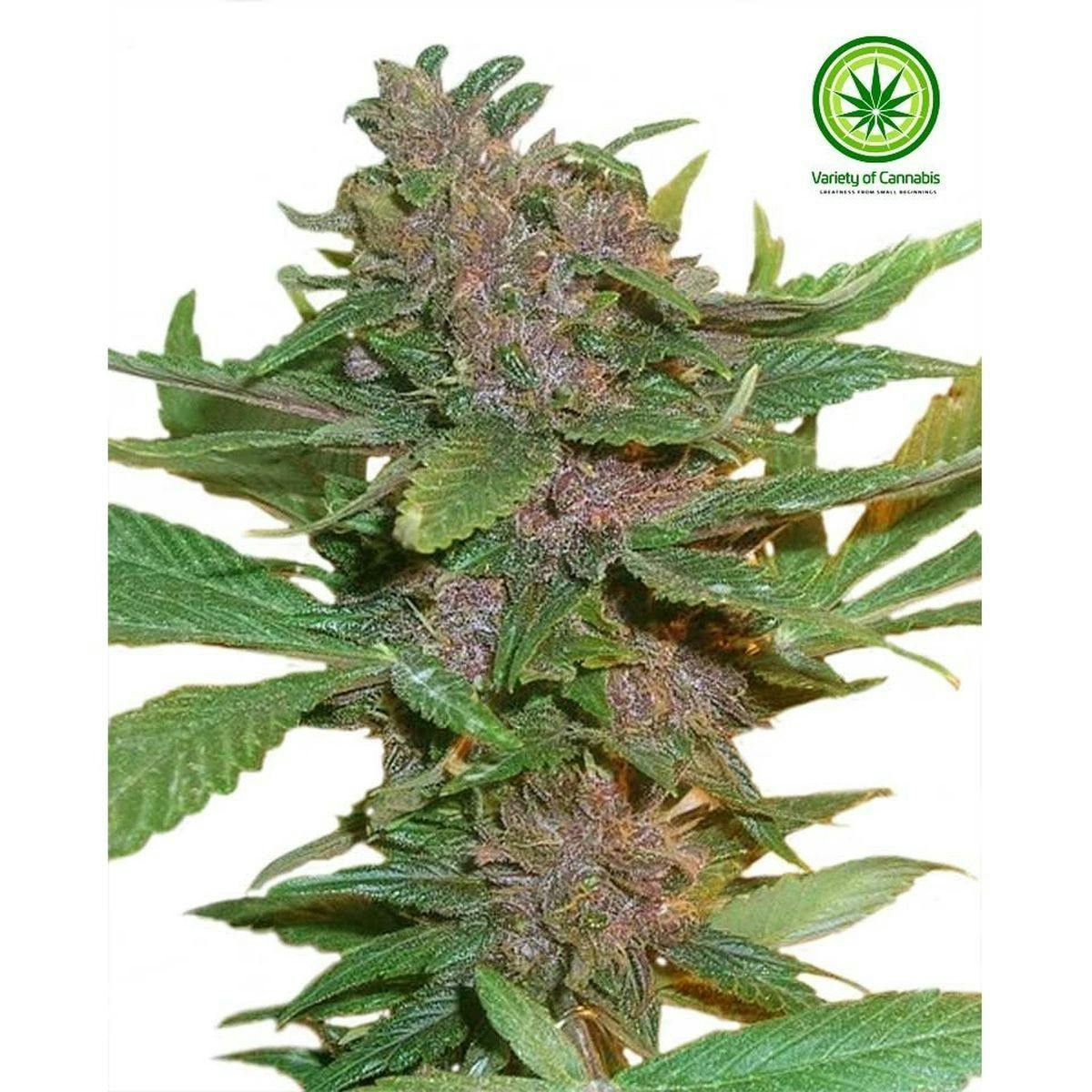 Variety of Cannabis - Pakistani Chitral Variety - 1