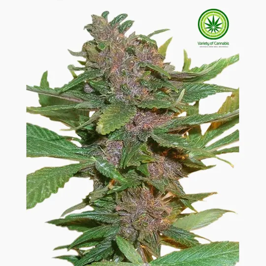Variety of Cannabis - Pakistani Chitral Variety - 1