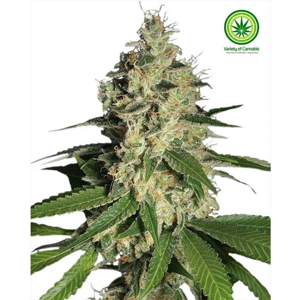 Variety of Cannabis - Raspberry Diesel Variety - 1