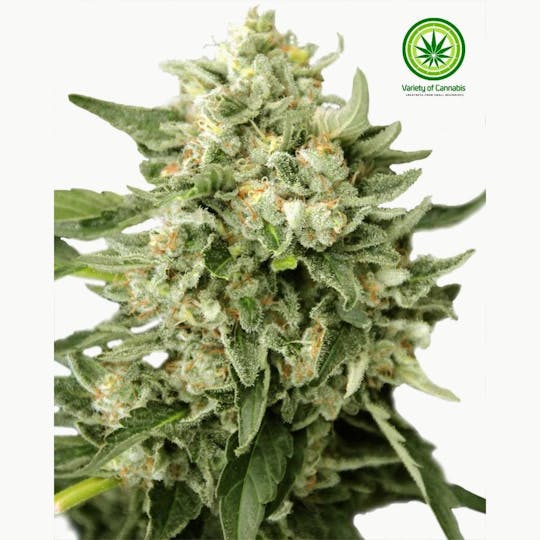 Variety of Cannabis - Pineapple Skunk Variety - 1