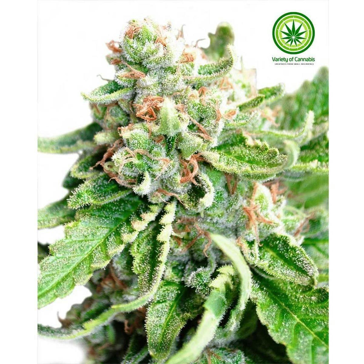 Variety of Cannabis - Lost Coast O.G. Variety - 1
