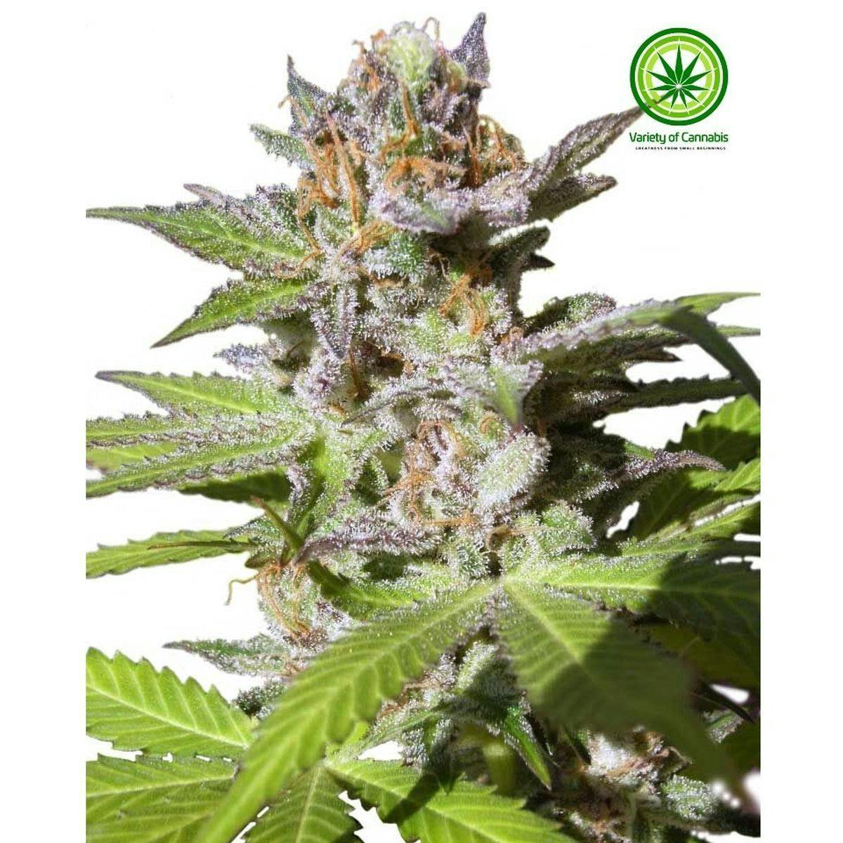 Variety of Cannabis - Oriental Express Variety - 1