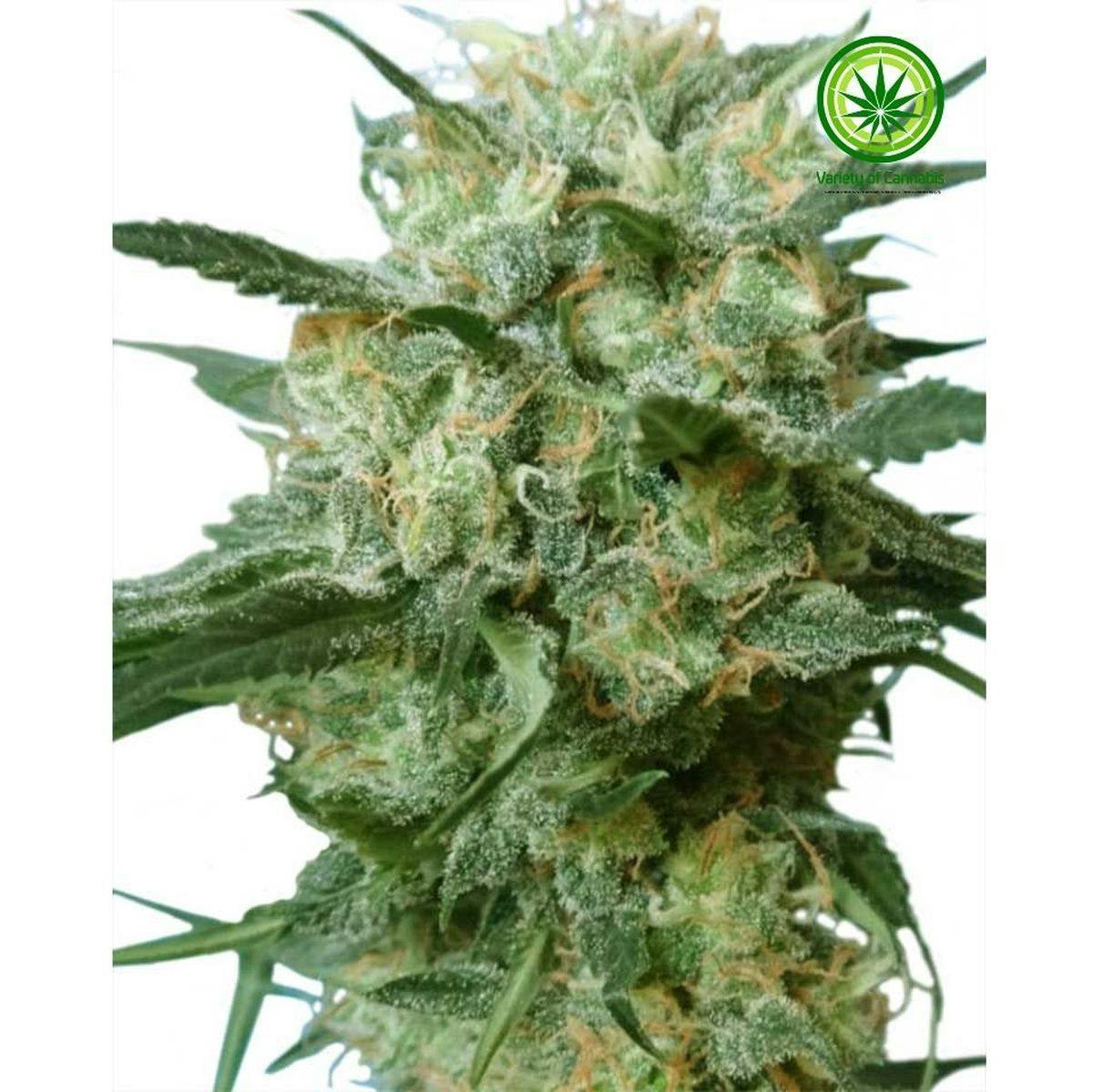 Variety of Cannabis - Kali China Variety - 1