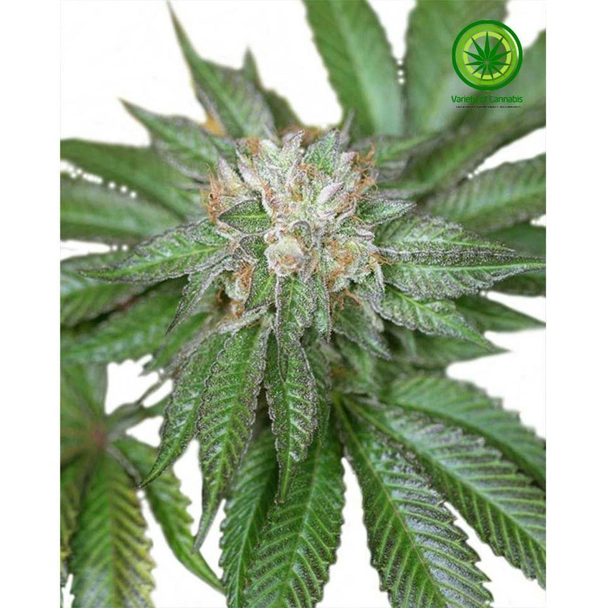 Variety of Cannabis - Master Kush Variety - 1