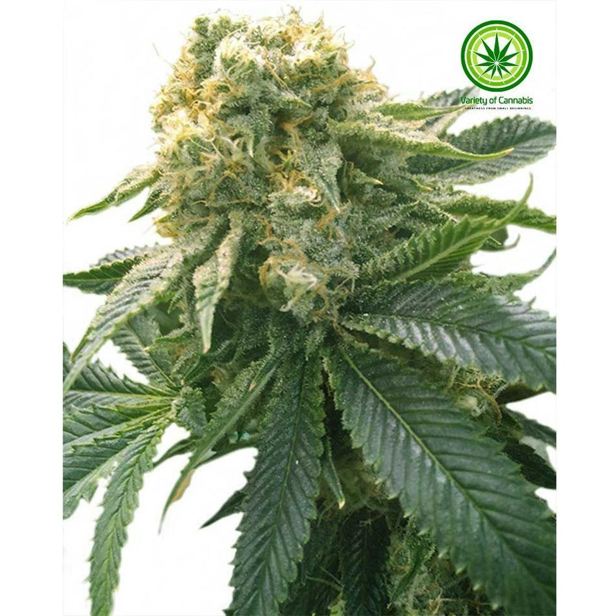 Variety of Cannabis - Hashplant OG Variety - 1