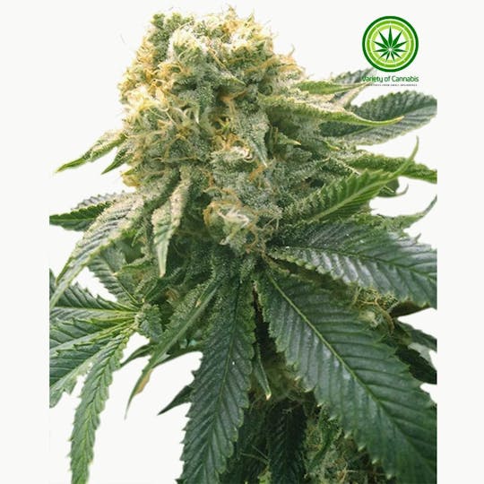 Variety of Cannabis - Hashplant OG Variety - 1