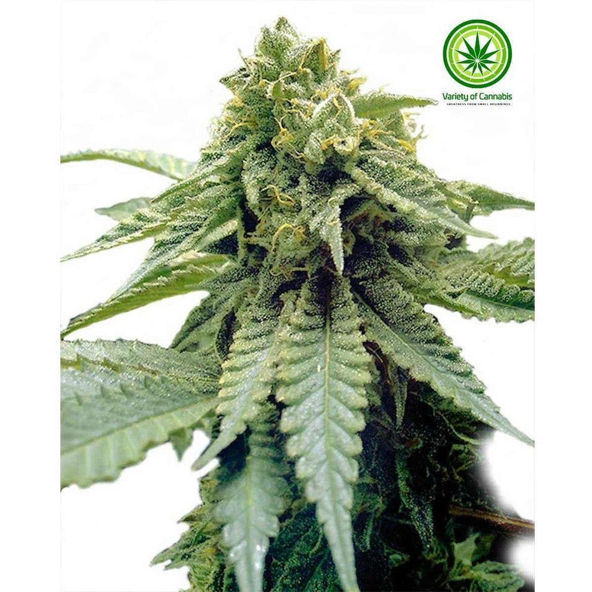 Variety of Cannabis - Chocolate Mint Variety - 1