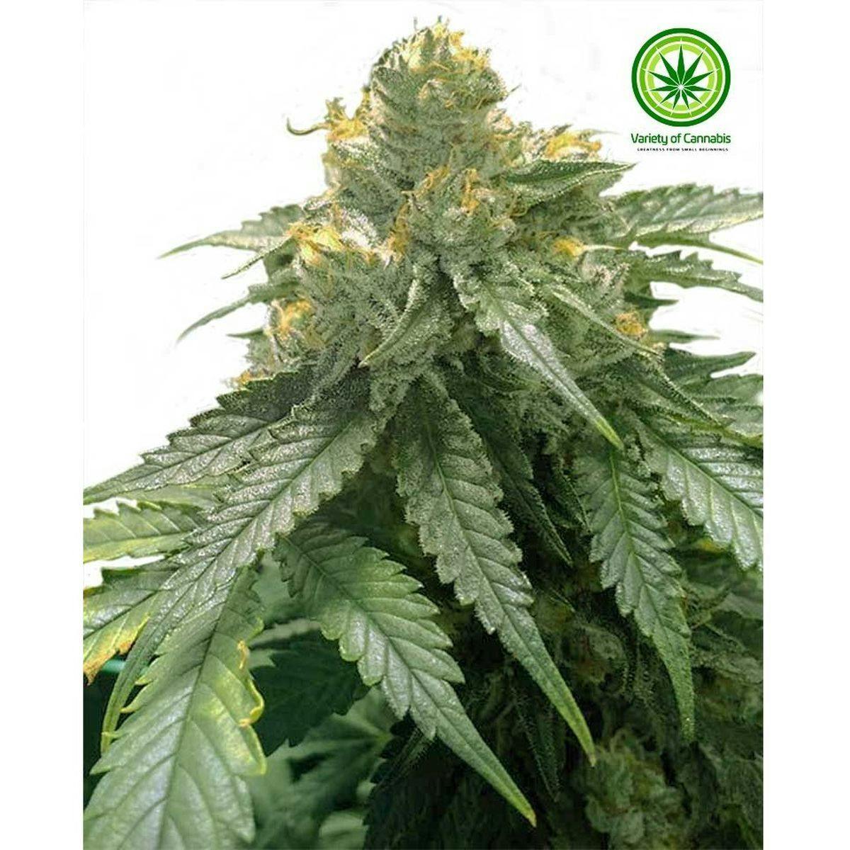 Variety of Cannabis - Bubba’s Gift Variety - 1