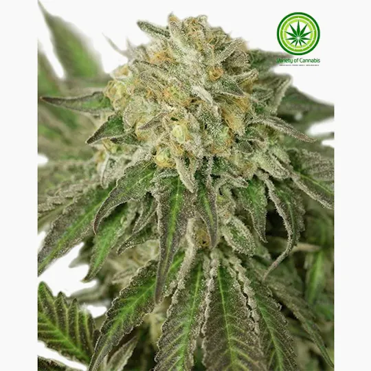 Variety of Cannabis - Sour Diesel Variety - 1