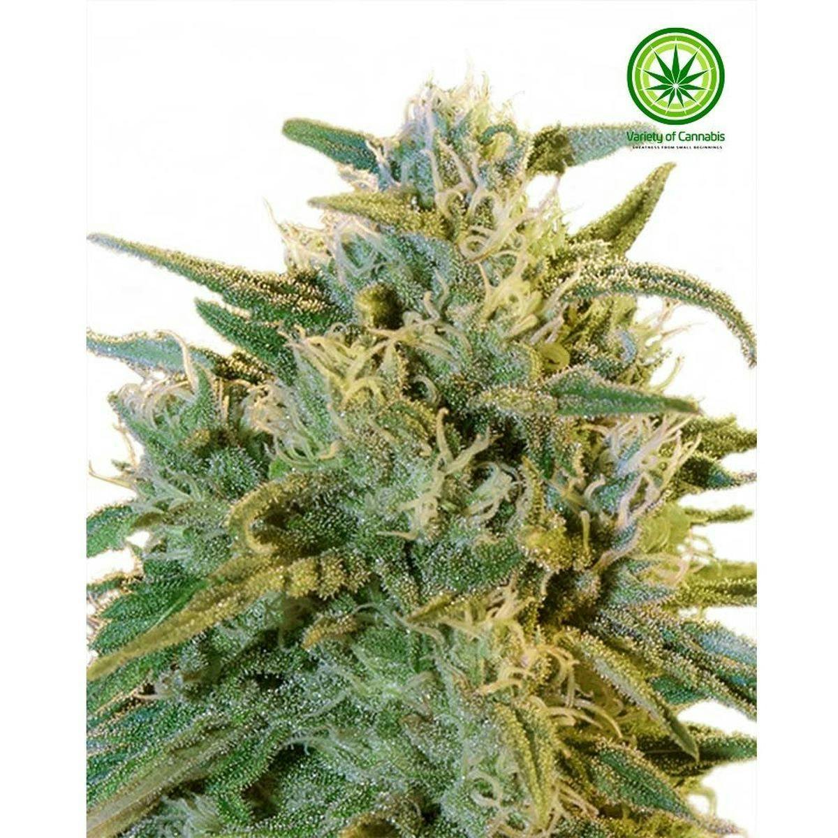 Variety of Cannabis - Blue Dream Variety - 1