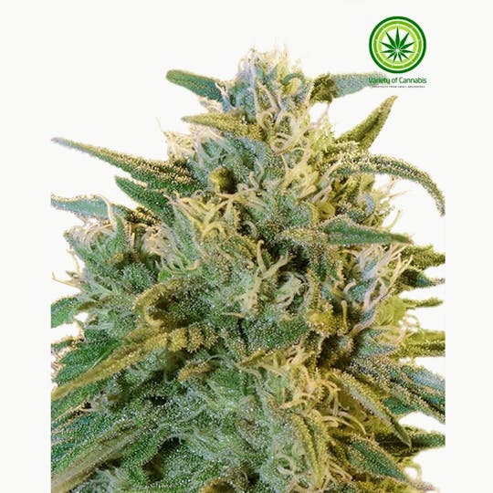 Variety of Cannabis - Blue Dream Variety - 1