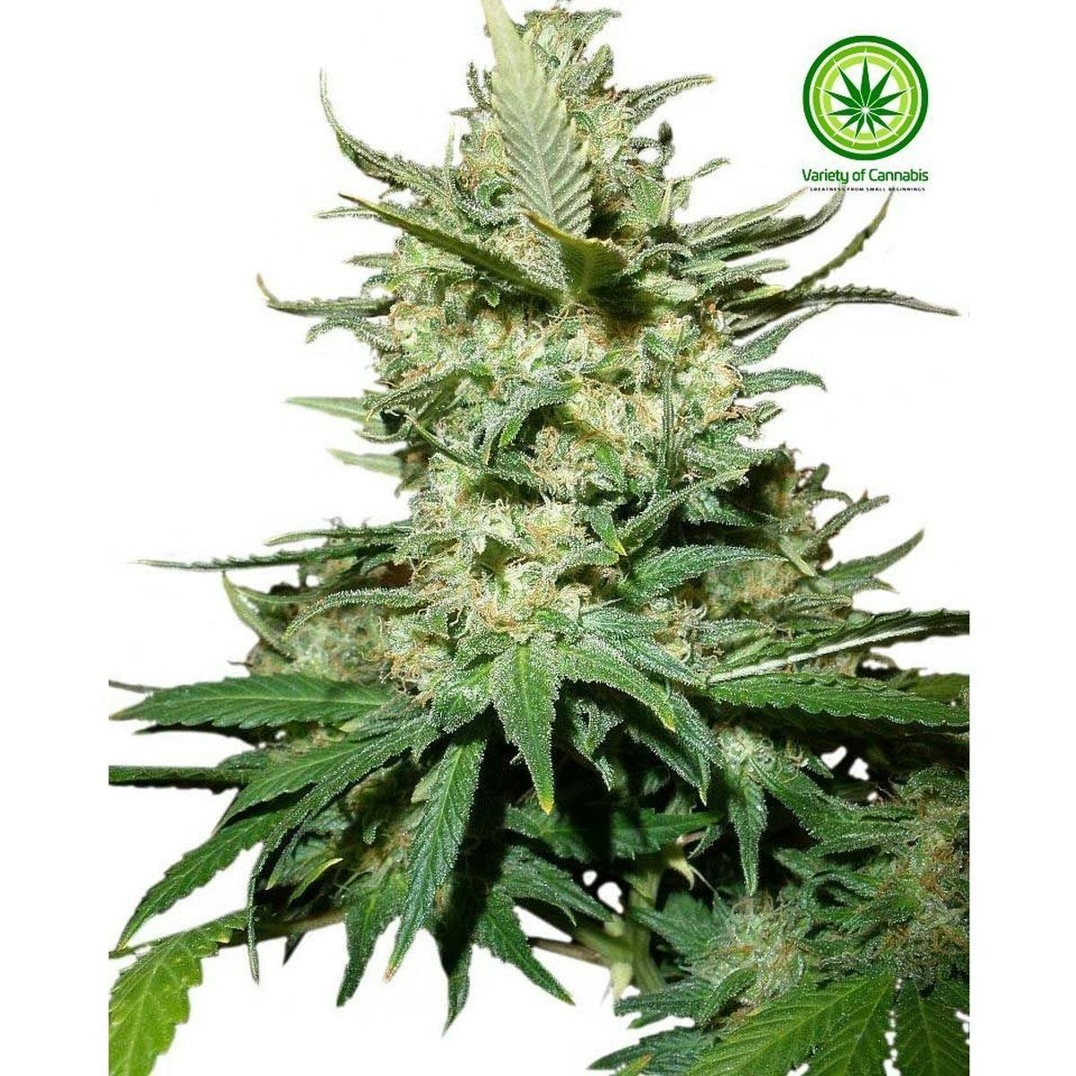 Variety of Cannabis - Nepalese Jam Variety - 1