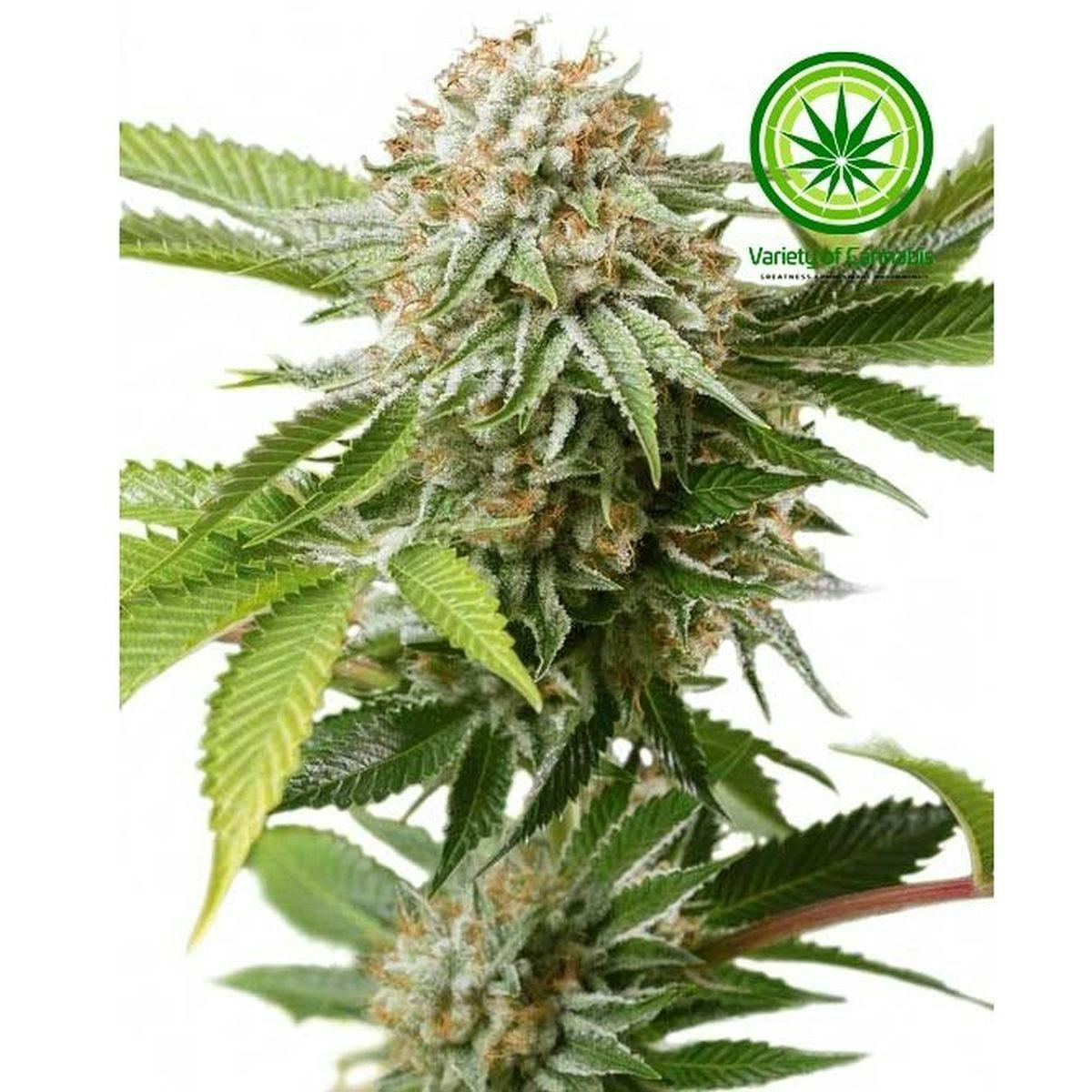 Variety of Cannabis - Mango Saphire Variety - 1