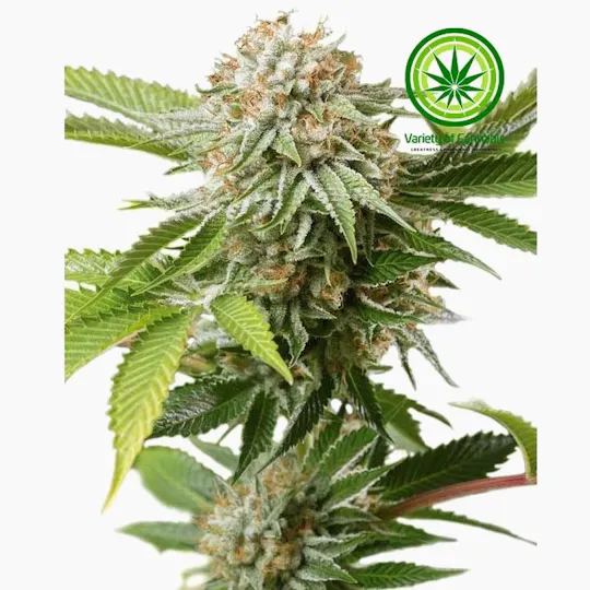 Variety of Cannabis - Mango Saphire Variety - 1