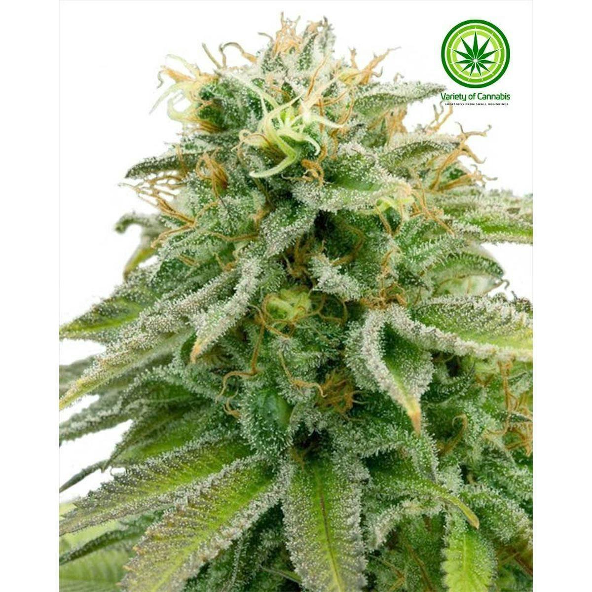 Variety of Cannabis - Lemon Thai Kush Variety - 1