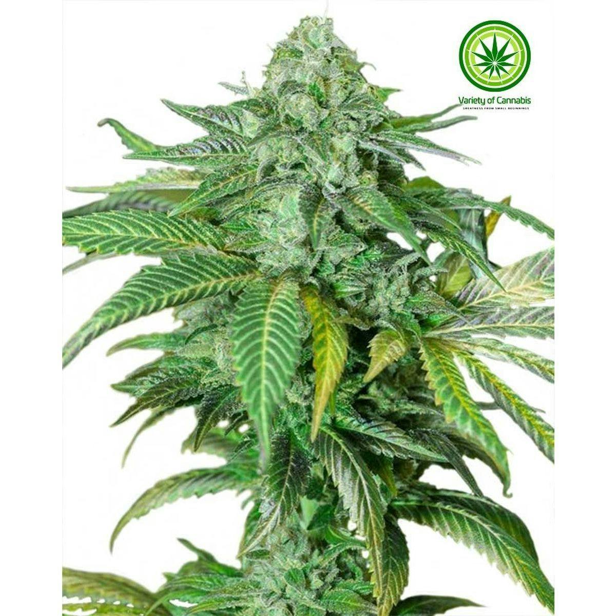 Variety of Cannabis - Lemon Kush Variety - 1