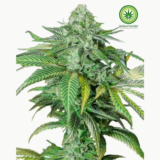 Variety of Cannabis - Lemon Kush Variety - 1