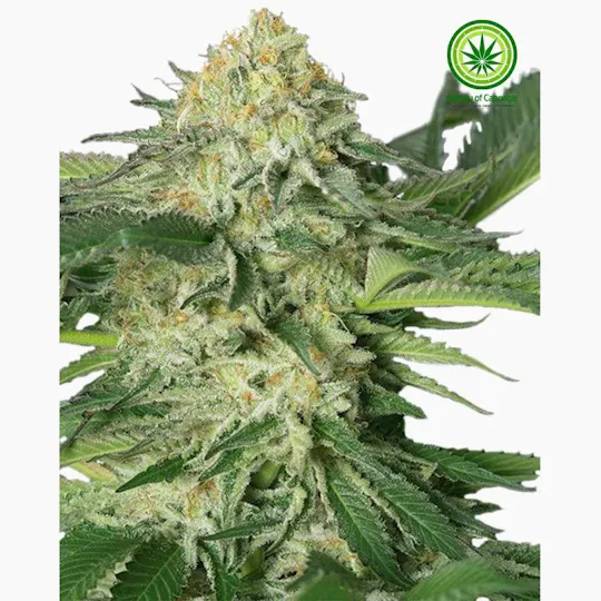 Variety of Cannabis - Lemon Garlic Variety - 1