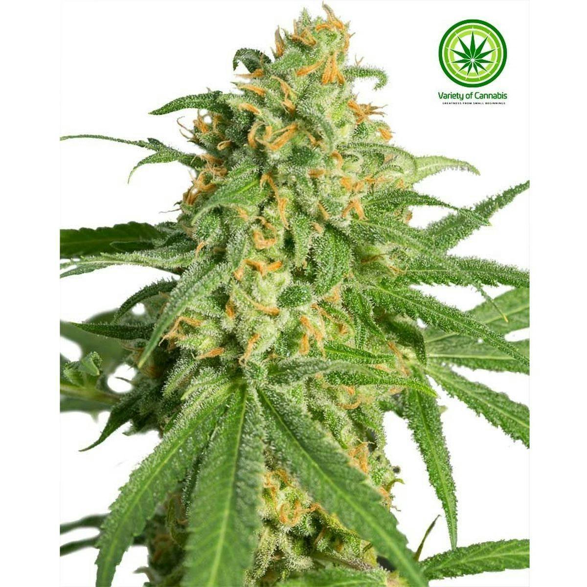 Variety of Cannabis - Green Cush Variety - 1