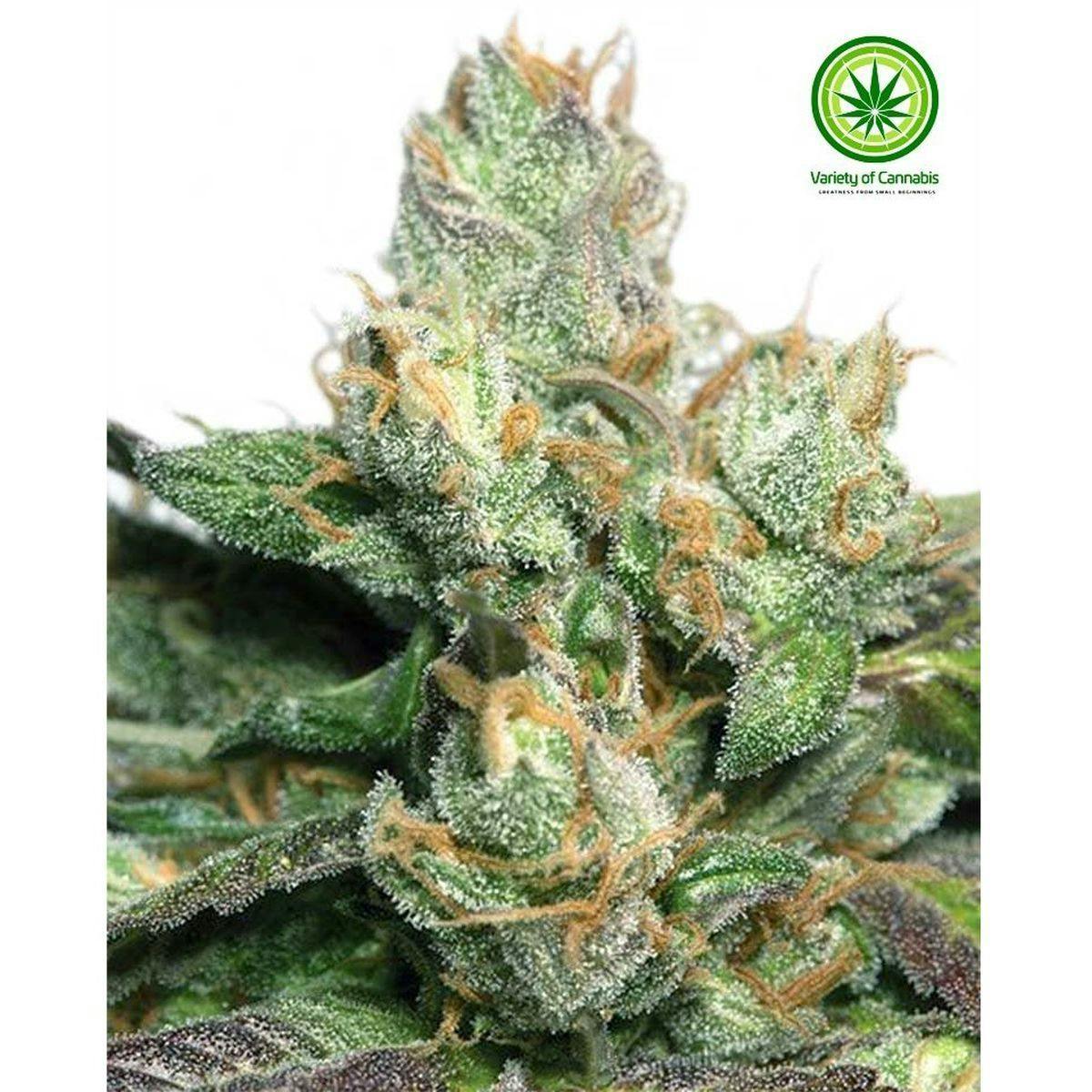 Variety of Cannabis - Truthband Variety - 1