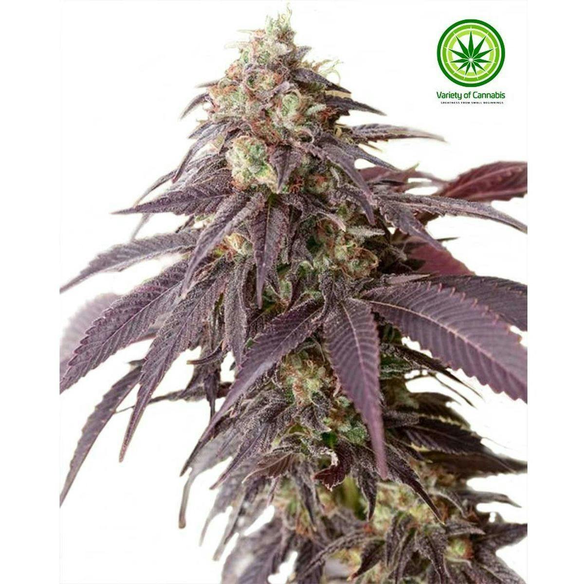 Variety of Cannabis - Headband Variety - 1