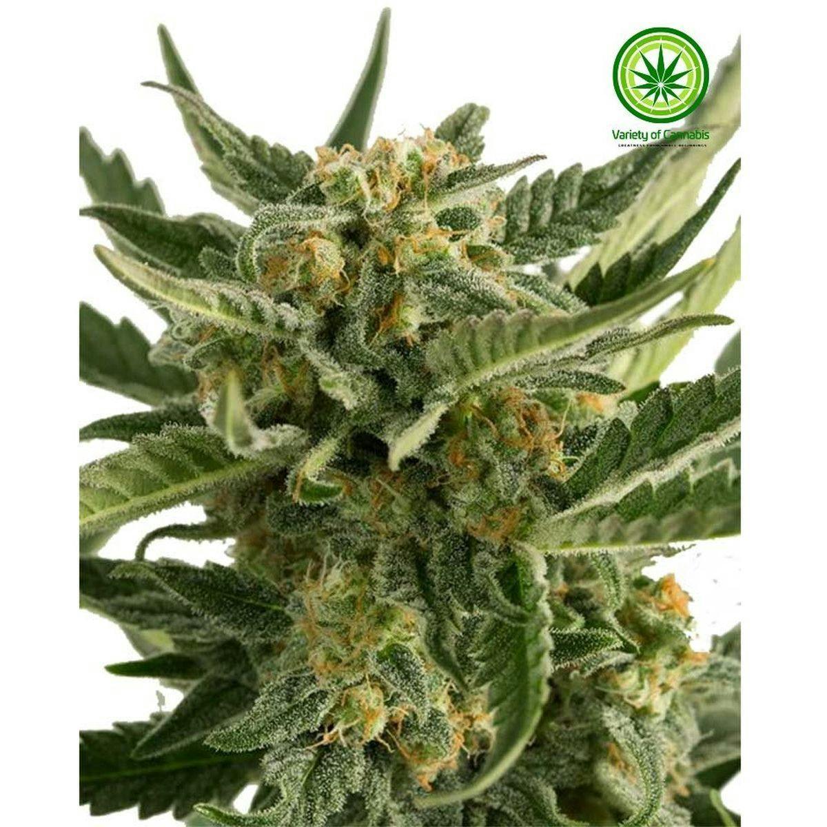 Variety of Cannabis - Skunk Auto Variety - 1