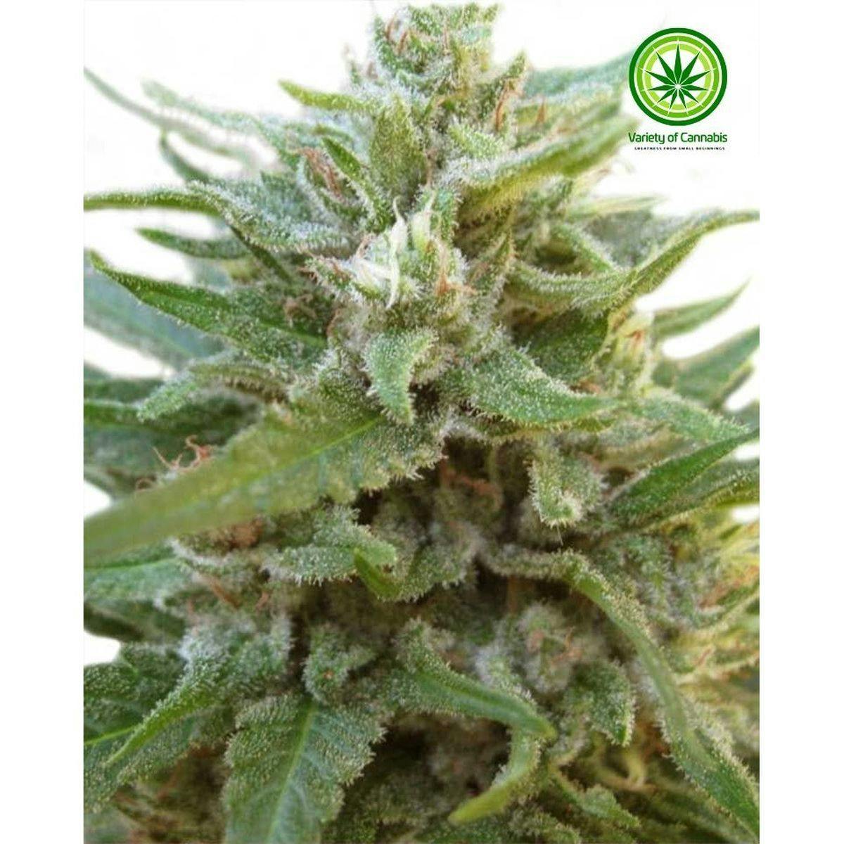 Variety of Cannabis - O.G. Kush Auto Variety - 1