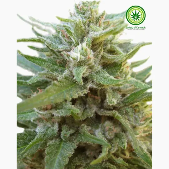 Variety of Cannabis - O.G. Kush Auto Variety - 1
