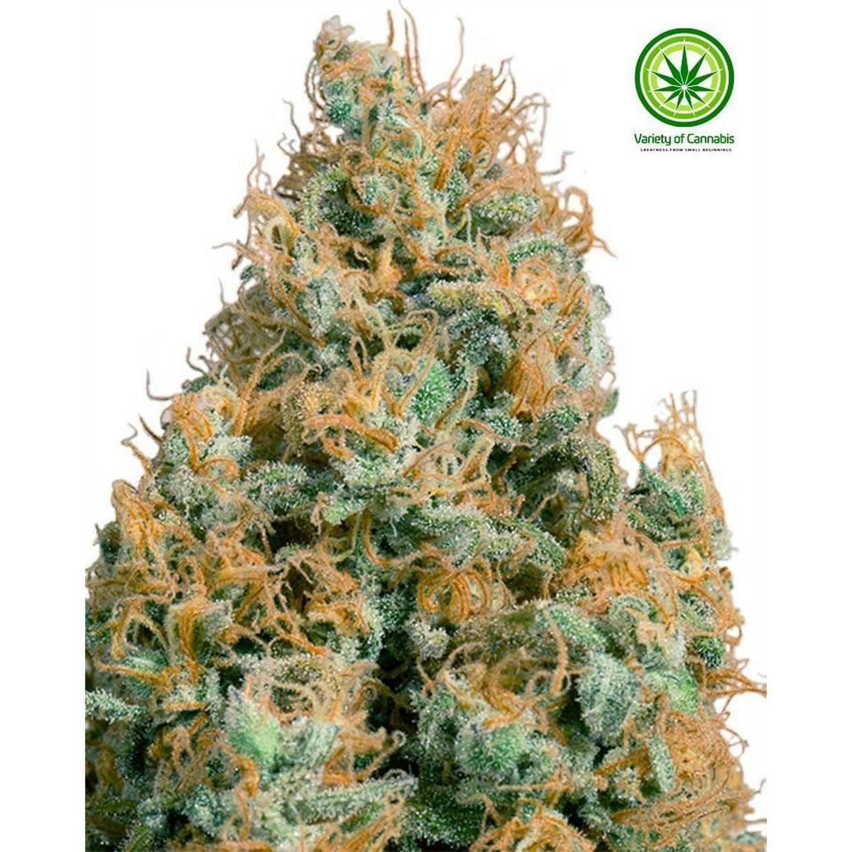 Variety of Cannabis - Green Cush CBD Variety - 1
