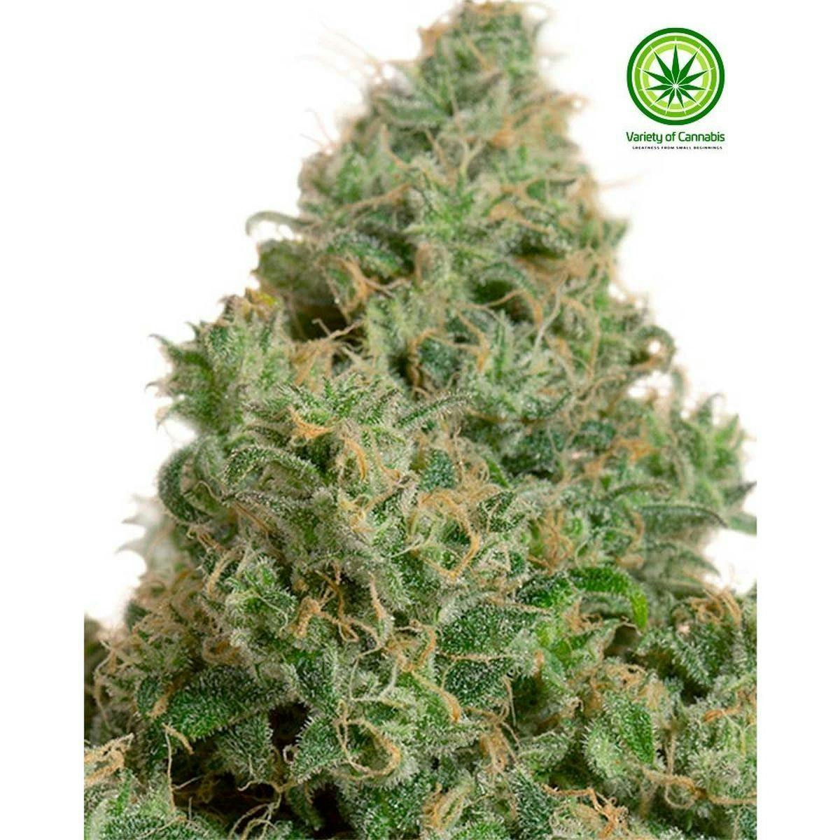 Variety of Cannabis - Blue Dream CBD Variety - 1