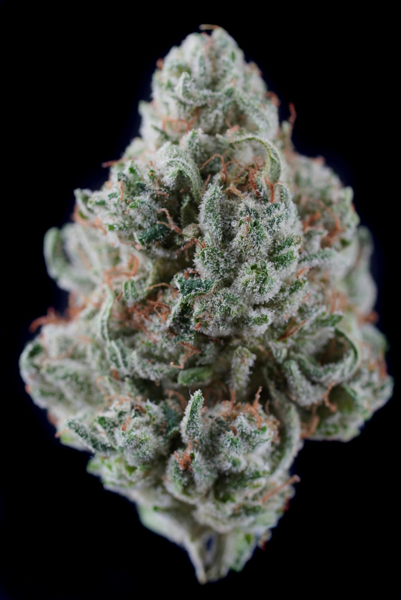 Lucky Lion - Lion's Gold - 1