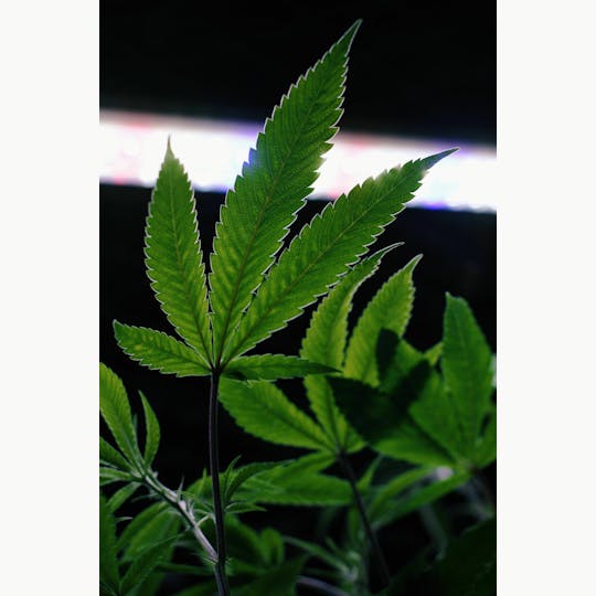 Green Dragon - Blueberry Short Cake - Clones - 1