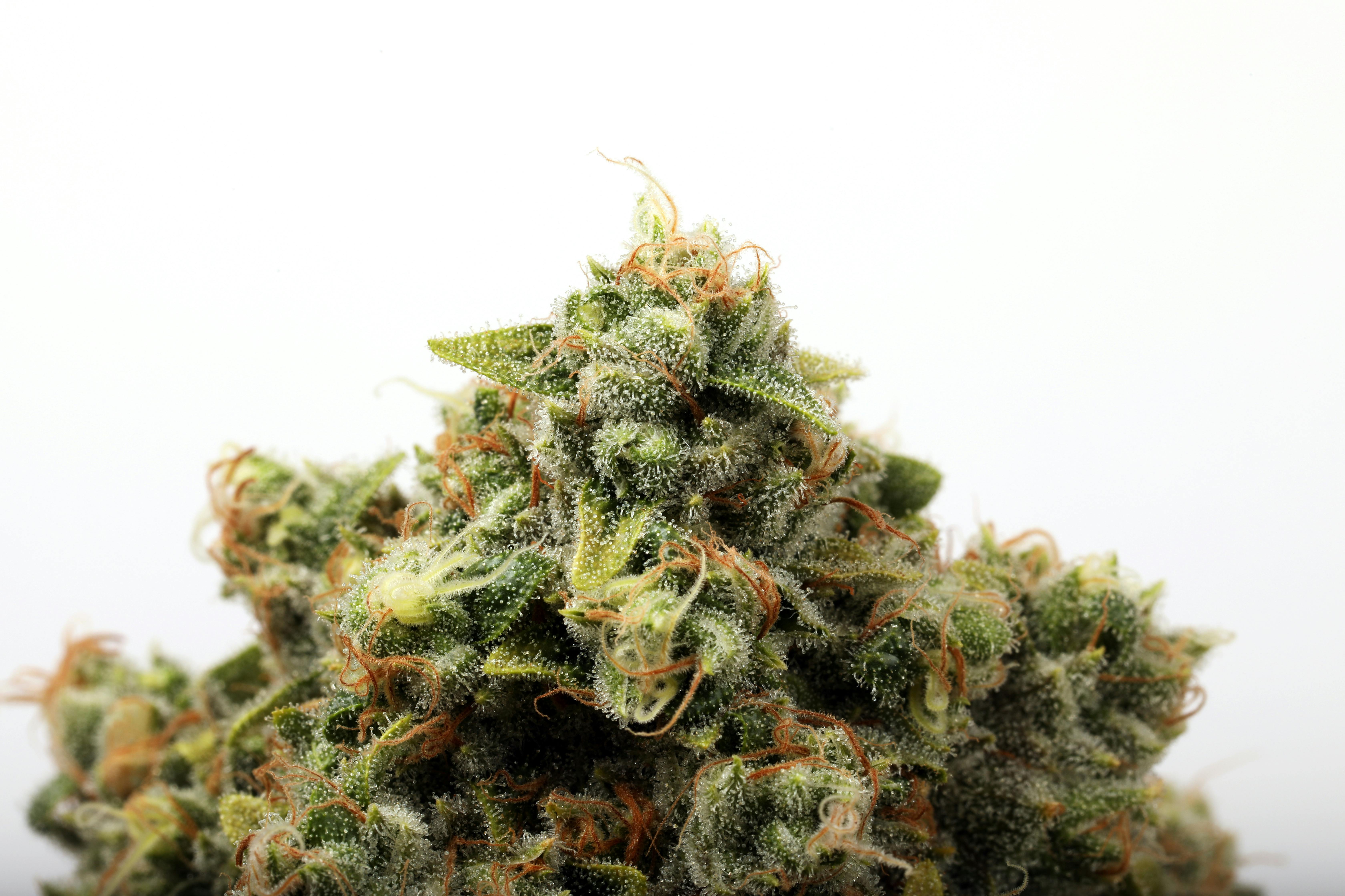 Seed & Smith Cannabis - White 99 - 1